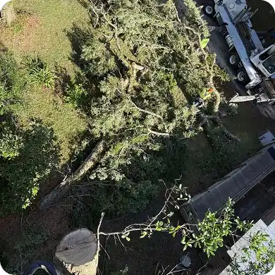 Aerial view of emergency tree removal with crane.